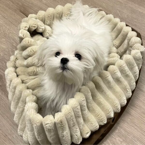 Śpiworek/norka/kocyk - brązowo-kremowy