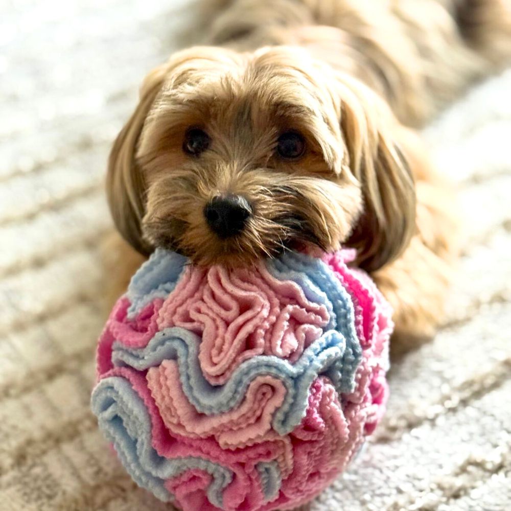 Kula węchowa - obrazek 4