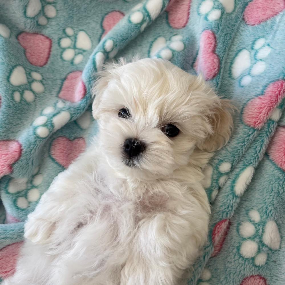 Kocyk w łapki i serduszka - zielony - obrazek 2